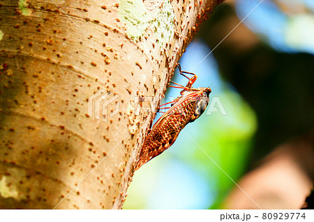 夏休み アブラゼミ 夏休み アブラゼミ 80929774