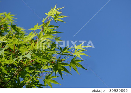 新緑　青もみじ 80929896