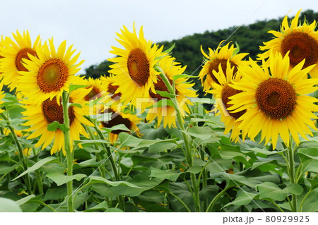 夏の花、ひまわりの群生 80929925