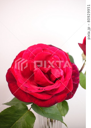 満開のバラ　薔薇　ばら 80929951