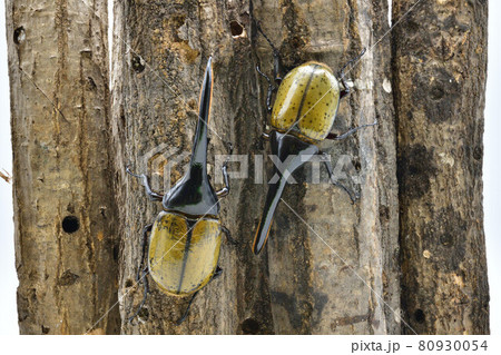 ヘラクレスオオカブト ヘラクレスオオカブト 80930054