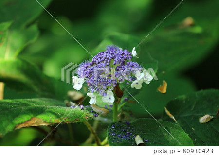 玉紫陽花 80930423