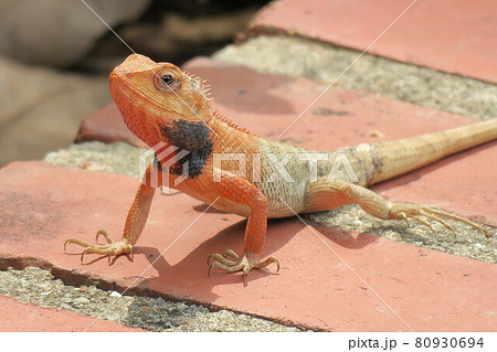 Changeable Lizard Changeable Lizard 80930694
