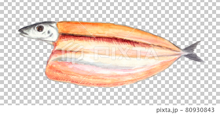 サンマの開きの水彩イラスト 80930843