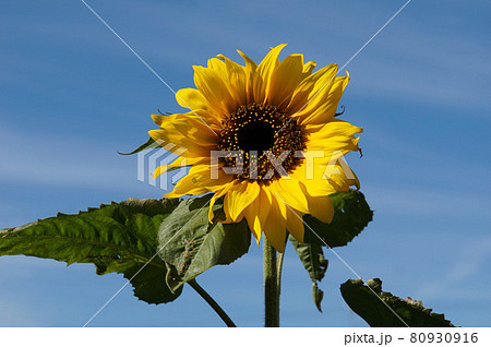 向日葵 80930916