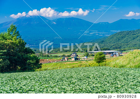 （群馬県）嬬恋村のキャベツ畑 80930928