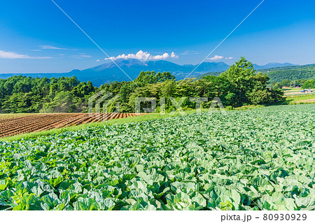 （群馬県）嬬恋村のキャベツ畑 80930929