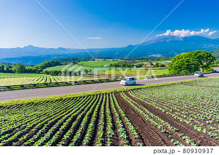 （群馬県）嬬恋村のキャベツ畑 80930937