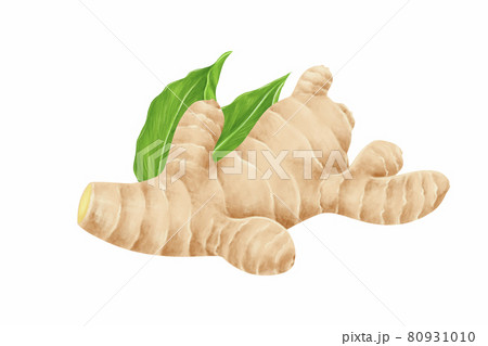 Ginger root digital illustration with leaves isolated on white background for herb and medical product concept 80931010