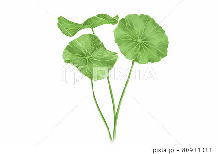 Gotu kola leaf digital illustration on white background, health care and medical concept 80931011