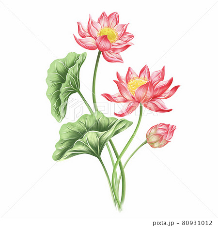 Lotus Flower Plant With Leaves Digital のイラスト素材