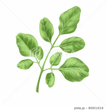 Moringa leaves herb isolated on white background, Health care and medical concept, Digital illustration Moringa leaves herb isolated on white background, Health care and medical concept, Digital illustration 80931019