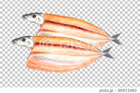サンマの開き二枚の水彩イラスト 80931060