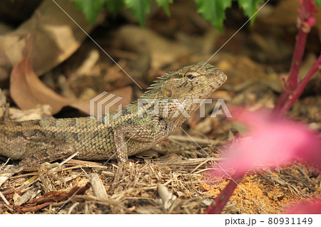 Changeable Lizard Changeable Lizard 80931149