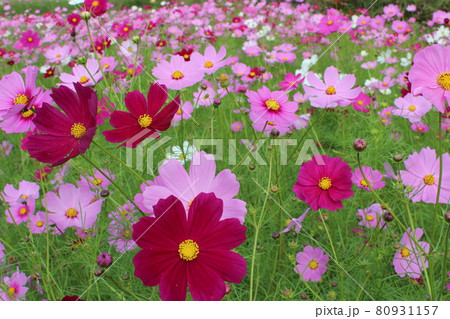 カラフルな色のコスモス畑 80931157