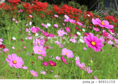 コスモスは秋に咲く定番の花 コスモスは秋に咲く定番の花 80931159