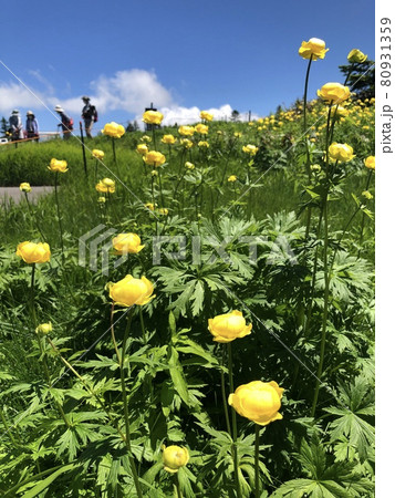 シナノキンバイ 80931359