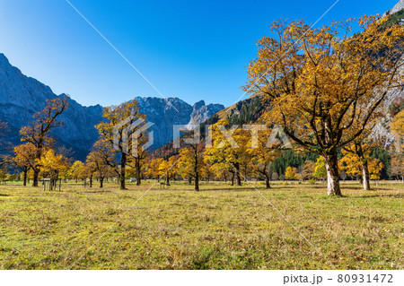maple trees at Ahornboden, Karwendel mountains, Tyrol, Austria 80931472