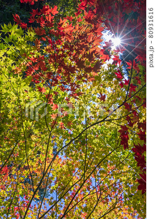 紅葉の霊山<福島県> 紅葉の霊山<福島県> 80931616