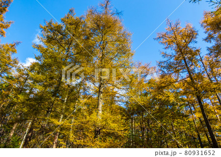 紅葉の霊山＜福島県＞カラマツ 80931652