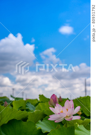 愛知県愛西市の森川花はす田のはす 愛知県愛西市の森川花はす田のはす 80931792