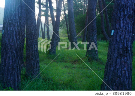 黒沢湿原の赤松林 80931980