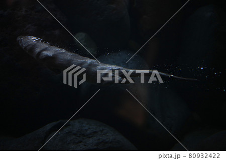 カワウソ カワウソ 80932422