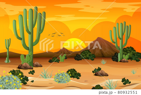 Desert forest landscape at sunset time scene with many cactuses Desert forest landscape at sunset time scene with many cactuses 80932551
