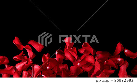 Freeze motion of rose petals flying on black background 80932992