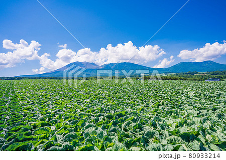 (群馬県)浅間山を背景に、嬬恋村のキャベツ畑 (群馬県)浅間山を背景に、嬬恋村のキャベツ畑 80933214