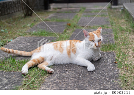 くつろぐ猫 茶白猫 くつろぐ猫 茶白猫 80933215