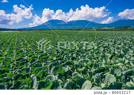 (群馬県)浅間山を背景に、嬬恋村のキャベツ畑 (群馬県)浅間山を背景に、嬬恋村のキャベツ畑 80933217
