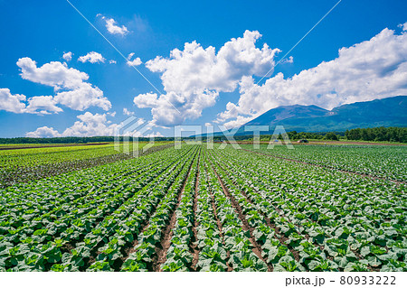 （群馬県）浅間山を背景に、嬬恋村のキャベツ畑 80933222