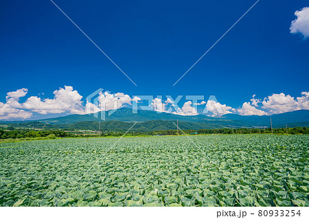 （群馬県）嬬恋村のキャベツ畑 80933254
