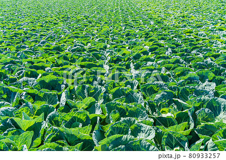 （群馬県）嬬恋村のキャベツ畑 80933257