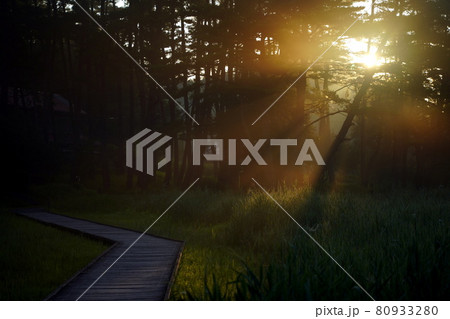 朝陽の光芒と木道 朝陽の光芒と木道 80933280