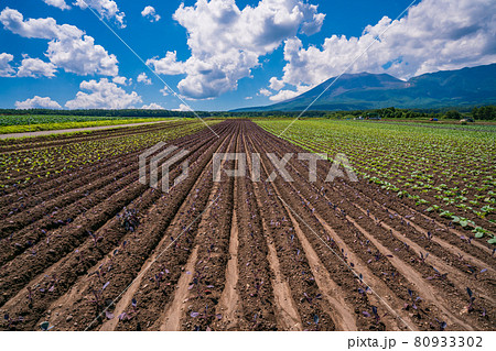 （群馬県）浅間山を背景に、嬬恋村の野菜畑 80933302