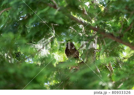 アオバズク 80933326