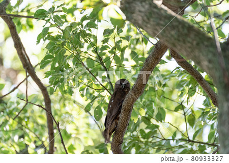 アオバズク 80933327