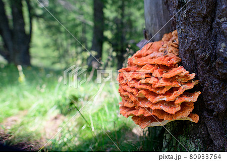 Ganoderma. Specimen of orange mushroom on tree...の写真素材 ...