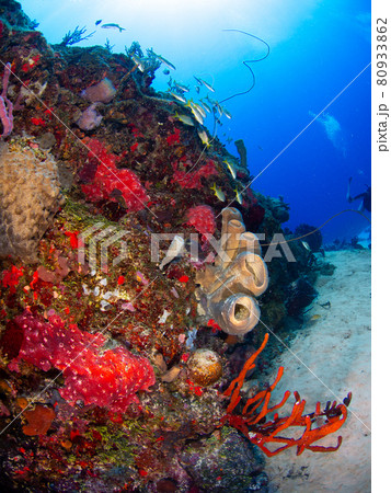 様々な海綿に覆われた岩 (プラヤ・デル・カルメン、メキシコ) 様々な海綿に覆われた岩 (プラヤ・デル・カルメン、メキシコ) 80933862