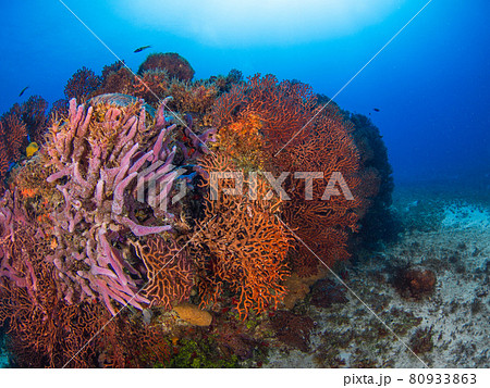 ウミウチワと海綿の群生 (プラヤ・デル・カルメン、メキシコ) ウミウチワと海綿の群生 (プラヤ・デル・カルメン、メキシコ) 80933863