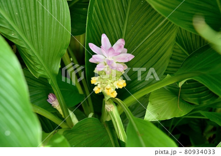 秋ウコンの花 80934033