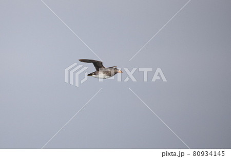 飛翔するウトウの夏羽 80934145