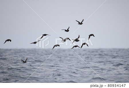 群れで飛翔するウトウの夏羽 80934147
