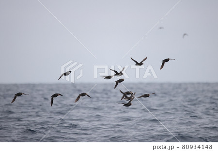 群れで飛翔するウトウの夏羽 80934148