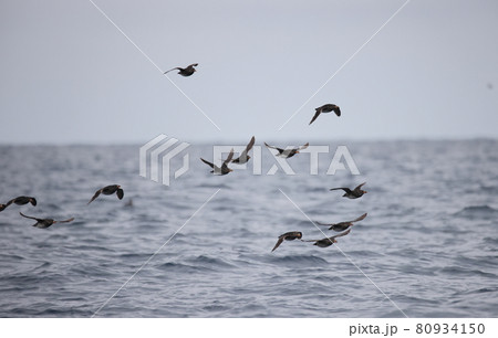 群れで飛翔するウトウの夏羽 80934150