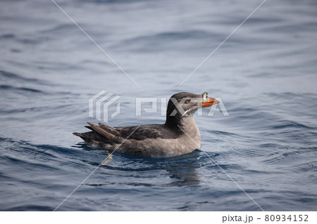 ウトウの夏羽 80934152