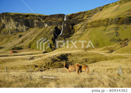 Icelandic pony-sized horses on pasture 80934362