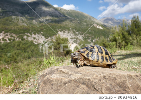 Hermann's tortoise in Albanian mountains 80934816